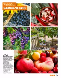 Gazetka promocyjna Obi - Gazetka OBI - Gazetka - ważna od 30.09 do 30.09.2026 - strona 105 - produkty: Piec, Cebula, Por, Gin, Borówka, Borówka amerykańska, Truskawki, Jeżyny, Sałat, Piast, Maliny, Seler naciowy, Arbuz, Wino, Gres, Ogród, Pomidory, Melon, Podkład, Intel