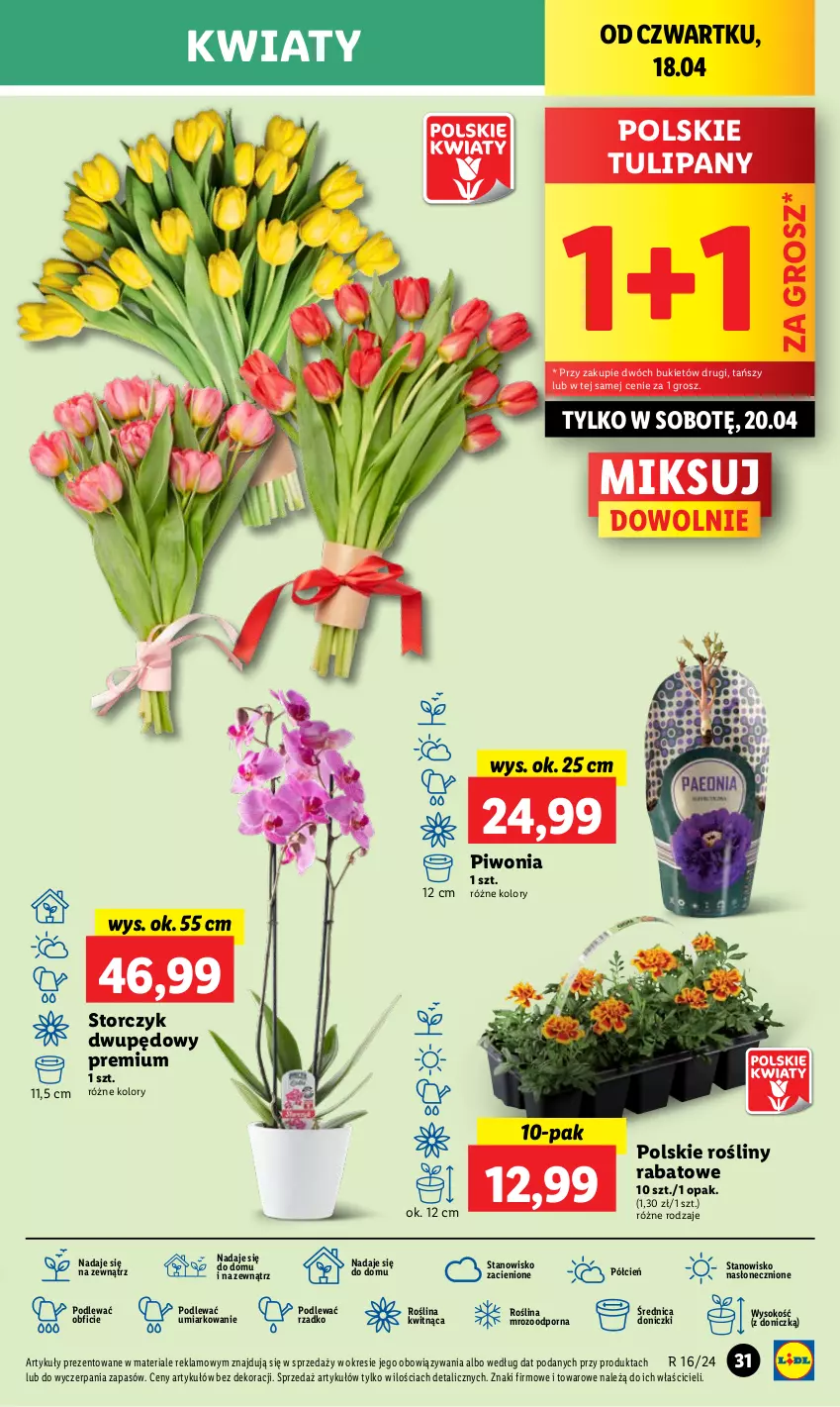 Gazetka promocyjna Lidl - GAZETKA - ważna 18.04 do 20.04.2024 - strona 43 - produkty: Bukiet, Cień, O nas, Piwo, Por, Sok, Storczyk, Tulipan