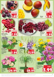 Gazetka promocyjna Kaufland - Gazetka tygodnia - Gazetka - ważna od 28.08 do 28.08.2024 - strona 17 - produkty: Chryzantema, Kalanchoe, Maliny, Winogrona, Wino, Grunt, Mango, Miecz