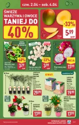 Gazetka promocyjna Aldi - Pełna oferta - Gazetka - ważna od 04.04 do 04.04.2026 - strona 37 - produkty: Piec, Warzywa, Koc, Warzywa i owoce, Tarta, Sałat, Owoce, Mieszanka sałat, Mango, Miecz