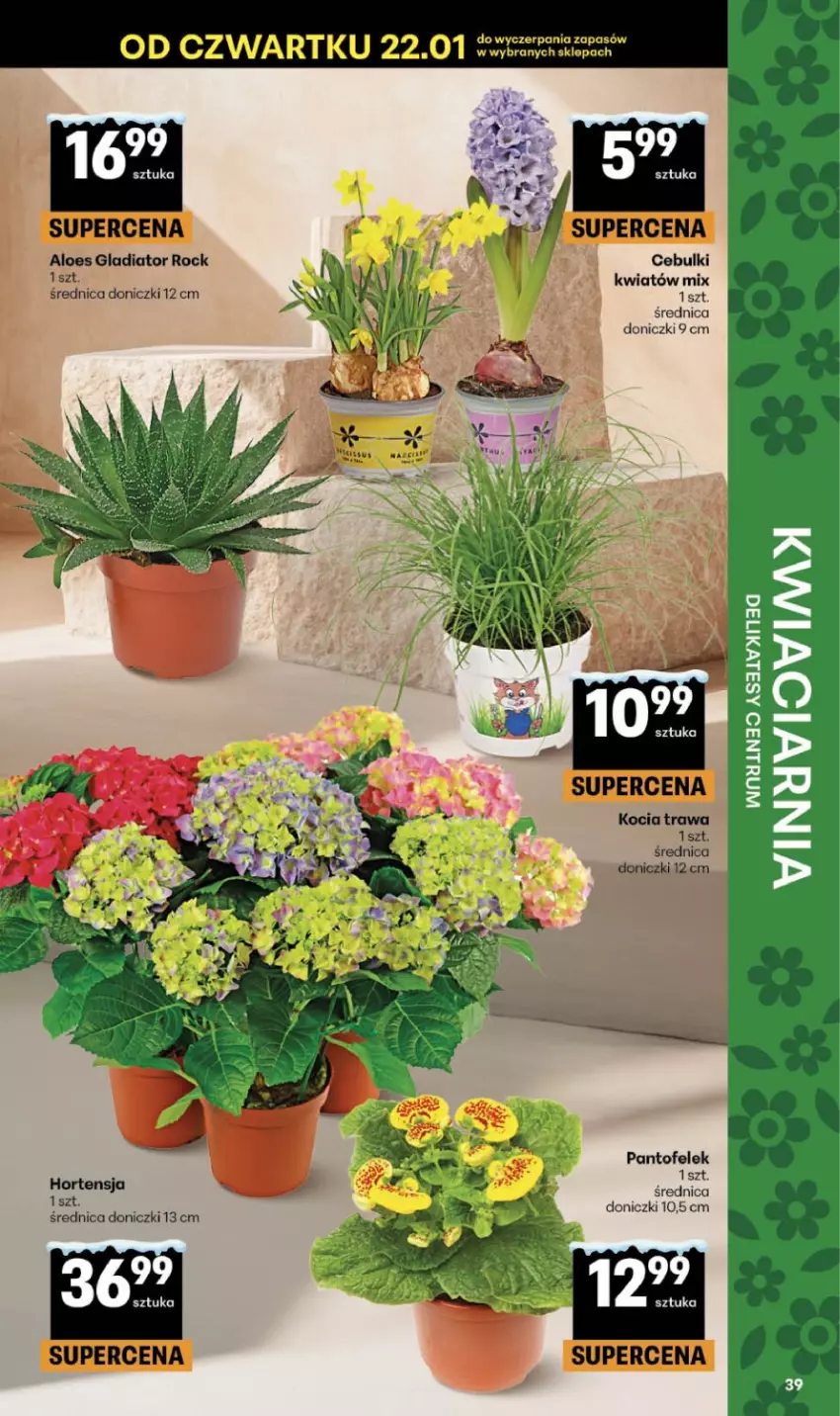 Gazetka promocyjna Delikatesy Centrum - Franczyza DC05 Czwartek - ważna 29.01 do 04.02.2026 - strona 39 - produkty: Koc, Kocia trawa