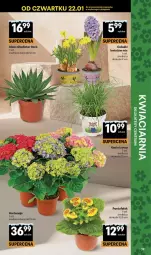 Gazetka promocyjna Delikatesy Centrum - Franczyza DC05 Czwartek - Gazetka - ważna od 04.02 do 04.02.2026 - strona 39 - produkty: Koc, Kocia trawa