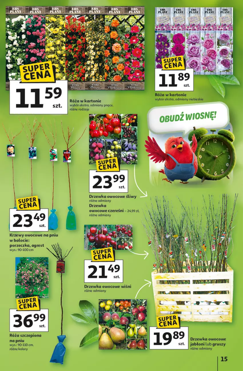 Gazetka promocyjna Auchan - Gazetka 30 Lat Hipermarket Auchan - ważna 05.03 do 11.03.2026 - strona 15 - produkty: Sati, Znicz