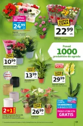Gazetka promocyjna Auchan - Gazetka 30 Lat Hipermarket Auchan - Gazetka - ważna od 11.03 do 11.03.2026 - strona 13 - produkty: Gra, Róża, Kalanchoe, Storczyk