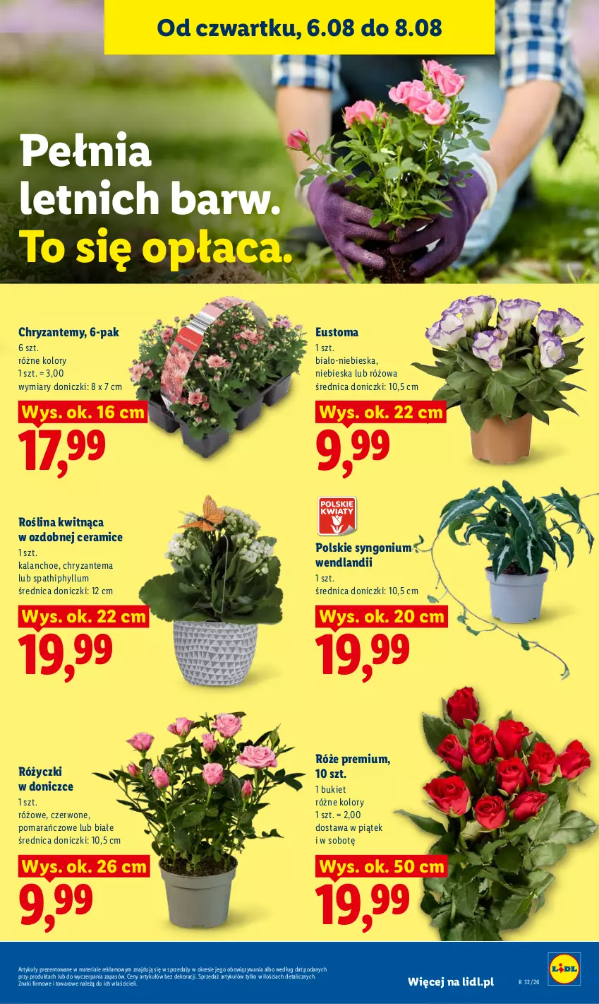 Gazetka promocyjna Lidl - Gazetka ważna od 6.08 do 8.08 - ważna 06.08 do 08.08.2026 - strona 87 - produkty: Bukiet, Chryzantema, Kalanchoe