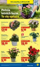 Gazetka promocyjna Lidl - Gazetka ważna od 6.08 do 8.08 - Gazetka - ważna od 08.08 do 08.08.2026 - strona 87 - produkty: Chryzantema, Kalanchoe, Bukiet
