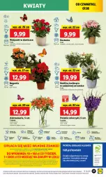 Gazetka promocyjna Lidl - GAZETKA - Gazetka - ważna od 09.08 do 09.08.2025 - strona 49 - produkty: Sok, Por, Gra, Chryzantema, Cień, O nas, Portal, Kalanchoe, Laur, Mola, Bukiet, Miecz