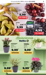 Gazetka promocyjna Netto - Artykuły spożywcze - Gazetka - ważna od 12.11 do 12.11.2022 - strona 5 - produkty: Cyklamen, Borówka, Borówka amerykańska, Szlumbergera