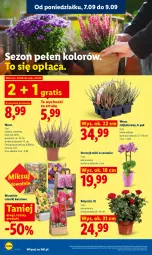Gazetka promocyjna Lidl - Gazetka ważna od 7.09 do 9.09 - Gazetka - ważna od 09.09 do 09.09.2026 - strona 82 - produkty: Sok, Gra, Storczyk