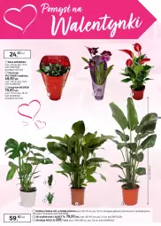 Gazetka promocyjna Leroy Merlin - Gazetka Leroy Merlin - Gazetka - ważna od 24.02 do 24.02.2026 - strona 20 - produkty: Gra, Róża, Poszewka, Tera, Zasłona, Laur, Karnisz, Storczyk, Roleta, Szyna, Listwa