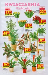 Gazetka promocyjna Biedronka - W tym tygodniu - Gazetka - ważna od 02.03 do 02.03.2022 - strona 14 - produkty: Sok, Tulipan, Róża, Cynk, Wazon, Bromelia