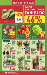 Gazetka promocyjna Aldi - Okazje weekendowe - Gazetka - ważna od 10.01 do 10.01.2026 - strona 6 - produkty: Warzywa, Hiacynt, Sałata lodowa, Amarylis, Warzywa i owoce, Kosz, Kalanchoe, Tera, Lack, Szampion, Sałat, Narcyz, Owoce, Liczi, Jabłka