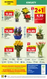 Gazetka promocyjna Lidl - GAZETKA - Gazetka - ważna od 26.01 do 26.01.2025 - strona 50 - produkty: Sok, Por, Gra, Hiacynt, Tulipan, Prymula, Cynk, Cień, O nas, Mola, Bukiet, Narcyz