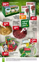 Gazetka promocyjna Stokrotka - Market - Gazetka - ważna od 25.02 do 25.02.2026 - strona 20 - produkty: Cebula, Stojak, HP