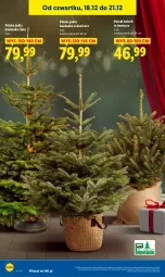 Gazetka promocyjna Lidl - GAZETKA - Gazetka - ważna od 21.12 do 21.12.2025 - strona 32 - produkty: Kask