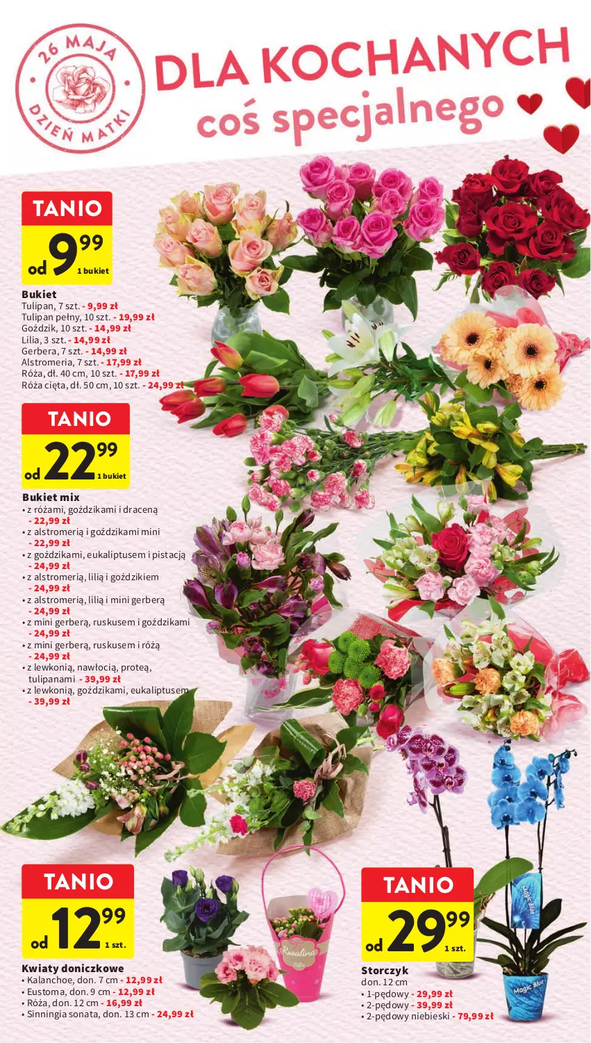 Gazetka promocyjna Intermarche - Gazetka Intermarche - ważna 25.05 do 31.05.2023 - strona 2 - produkty: Bukiet, Gerber, Kalanchoe, Róża, Storczyk, Tulipan