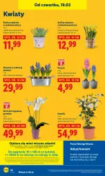 Gazetka promocyjna Lidl - GAZETKA - Gazetka - ważna od 21.02 do 21.02.2026 - strona 52 - produkty: Por, Gra, Hiacynt, Cynk, Portal, Laur, Storczyk, Mola, Narcyz, Krokus