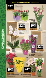 Gazetka promocyjna Delikatesy Centrum - Franczyza DC25 Czwartek - Gazetka - ważna od 24.06 do 24.06.2026 - strona 46 - produkty: Puf, Róża, Storczyk, Bukiet