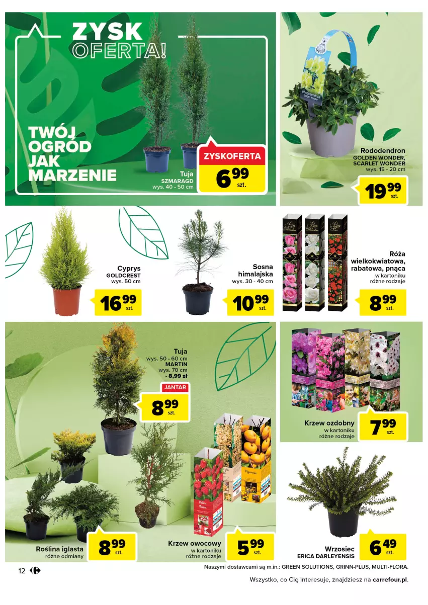 Gazetka promocyjna Carrefour - Gazetka Wiosna w ogrodzie - ważna 15.03 do 16.04.2022 - strona 12 - produkty: Dron, Flora, Róża, Tonik