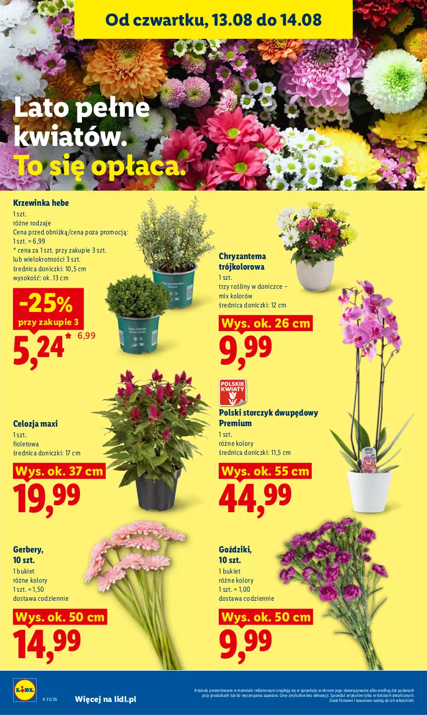 Gazetka promocyjna Lidl - Gazetka ważna od 12.08 do 14.08 - ważna 12.08 do 14.08.2026 - strona 86 - produkty: Bukiet, Chryzantema, Gerber, Inka, Sok, Storczyk