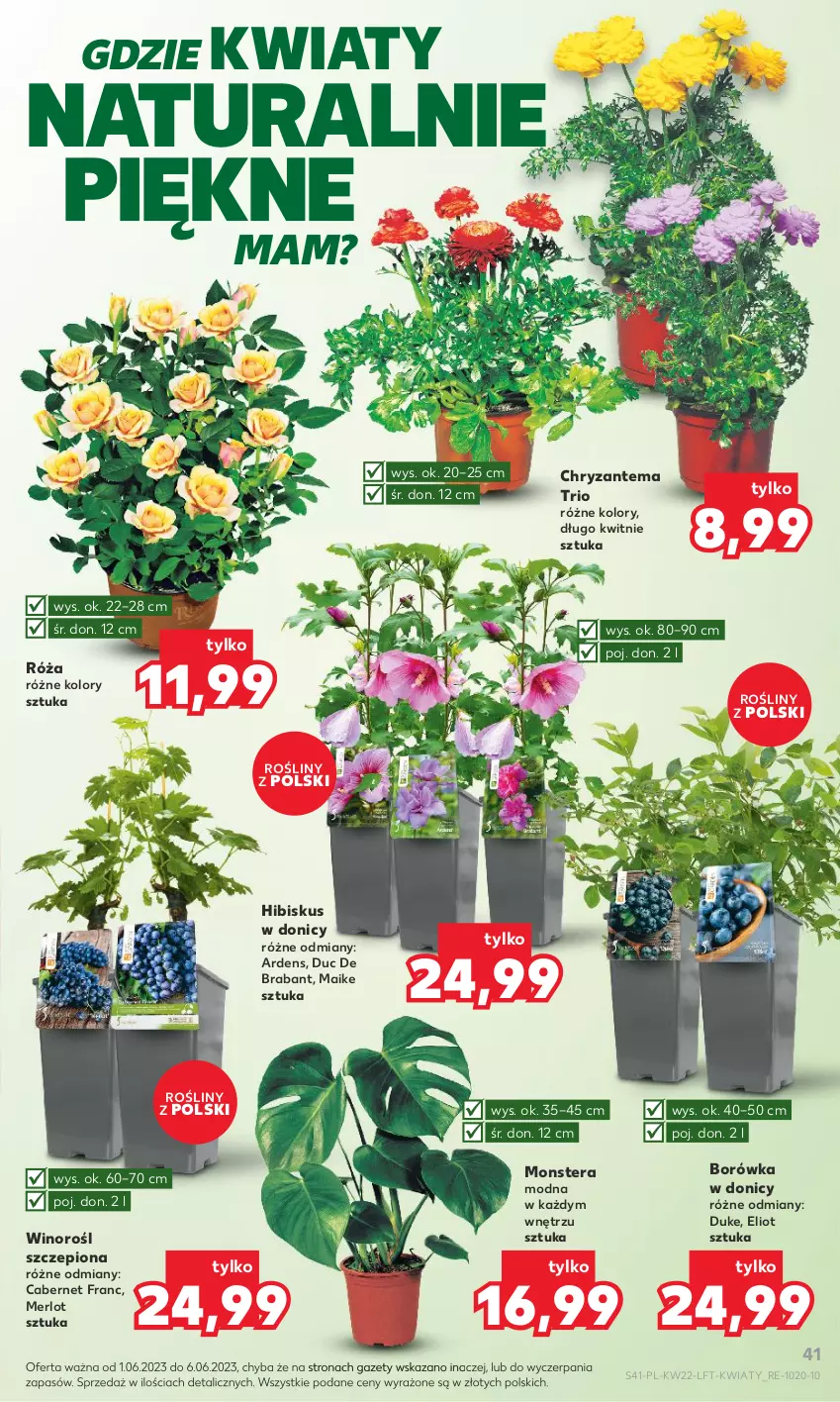 Gazetka promocyjna Kaufland - Gazetka tygodnia - ważna 01.06 do 06.06.2023 - strona 41 - produkty: Borówka, Chryzantema, Hibiskus, Merlot, Róża, Tera, Wino