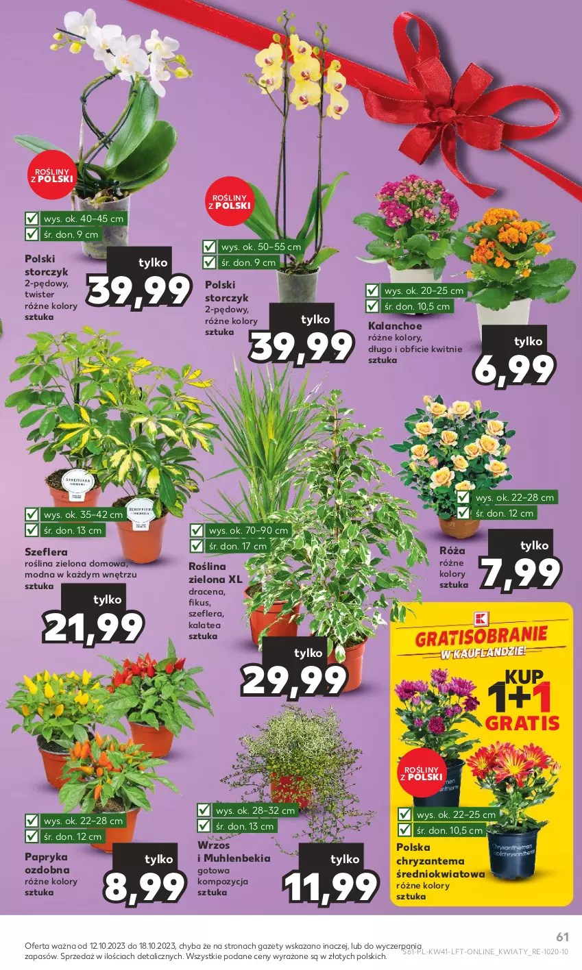 Gazetka promocyjna Kaufland - Gazetka tygodnia - ważna 12.10 do 18.10.2023 - strona 61 - produkty: Chryzantema, Gra, Kalanchoe, Papryka, Róża, Storczyk