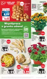 Gazetka promocyjna Kaufland - Gazetka tygodnia - Gazetka - ważna od 18.10 do 18.10.2023 - strona 23 - produkty: Piec, Cebula, Pietruszka, Seler korzeń, Chryzantema, Grunt, Mięta, Fa