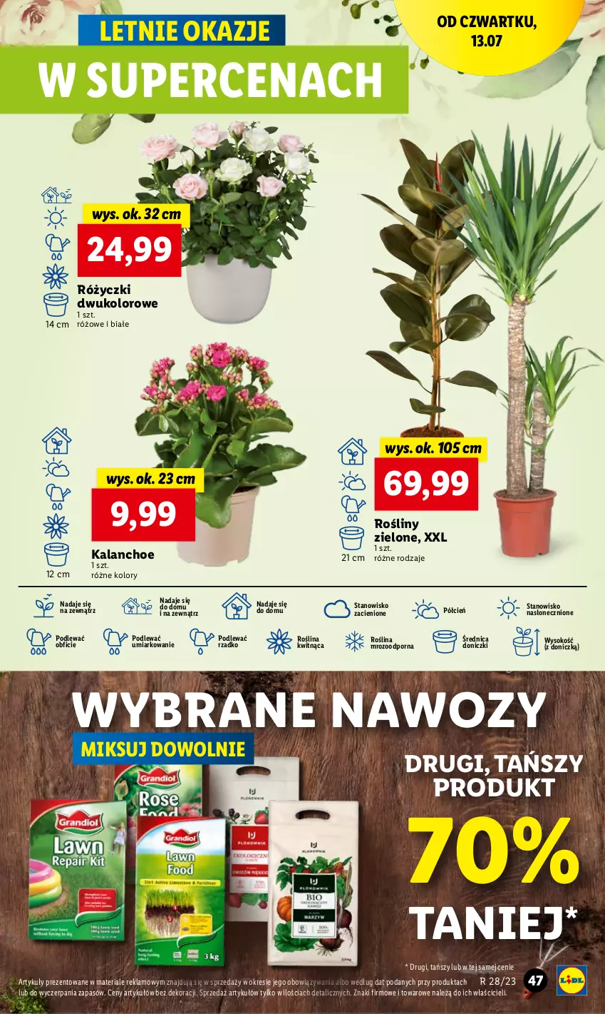 Gazetka promocyjna Lidl - GAZETKA - ważna 13.07 do 15.07.2023 - strona 61 - produkty: Cień, Kalanchoe, O nas, Por, Sok