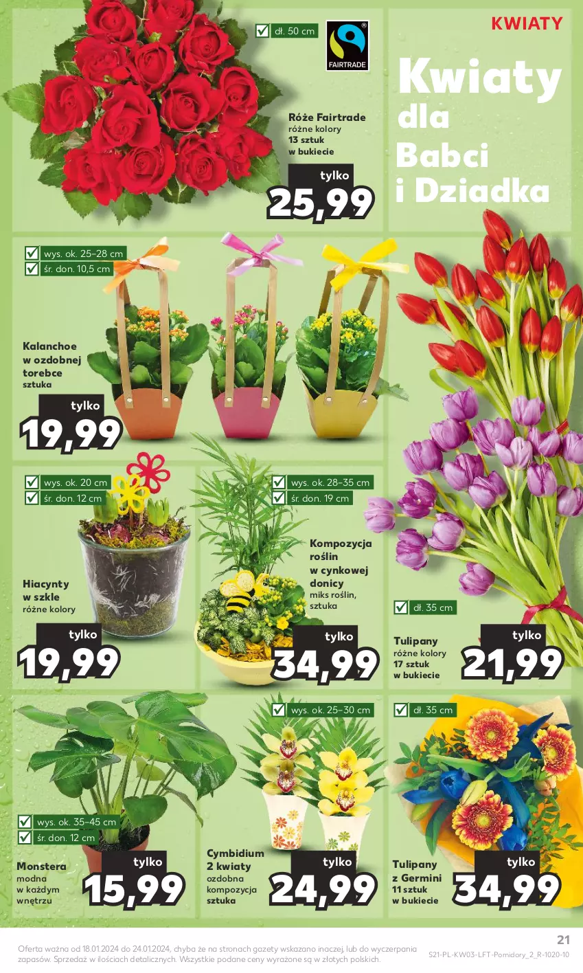 Gazetka promocyjna Kaufland - Gazetka tygodnia - ważna 18.01 do 24.01.2024 - strona 21 - produkty: Cynk, Fa, Hiacynt, Kalanchoe, Pomidory, Tera, Tulipan