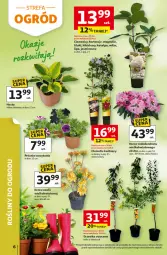 Gazetka promocyjna Auchan - Gazetka 30 Lat Hipermarket Auchan - Gazetka - ważna od 06.05 do 06.05.2026 - strona 6 - produkty: Hibiskus, Dron, Ogród, Fa