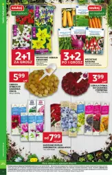 Gazetka promocyjna Stokrotka - Supermarket - Gazetka - ważna od 28.04 do 28.04.2025 - strona 32 - produkty: Cebula, Warzywa, Gra, Róża, Ogórek, Owoce, Grunt, Rzodkiewka, Mięso, Fa