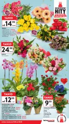 Gazetka promocyjna Intermarche - Gazetka Intermarche - Gazetka - ważna od 15.10 do 15.10.2025 - strona 11 - produkty: Gerber, Tulipan, Róża, Kalanchoe, Storczyk, Bromelia, Bukiet