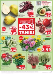 Gazetka promocyjna Kaufland - Gazetka tygodnia - Gazetka - ważna od 09.10 do 09.10.2024 - strona 11 - produkty: Gra, Chryzantema, Granat, Gruszki, Winogrona, Wino, Grunt