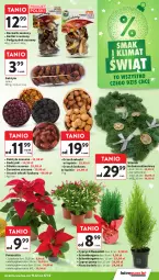 Gazetka promocyjna Intermarche - Gazetka Intermarche - Gazetka - ważna od 17.12 do 17.12.2025 - strona 28 - produkty: Szlumbergera, Daktyle, Rodzynki