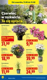 Gazetka promocyjna Lidl - Gazetka ważna od 11.06 do 13.06 - Gazetka - ważna od 13.06 do 13.06.2026 - strona 92 - produkty: Sok, Chryzantema, Wazon, Bukiet