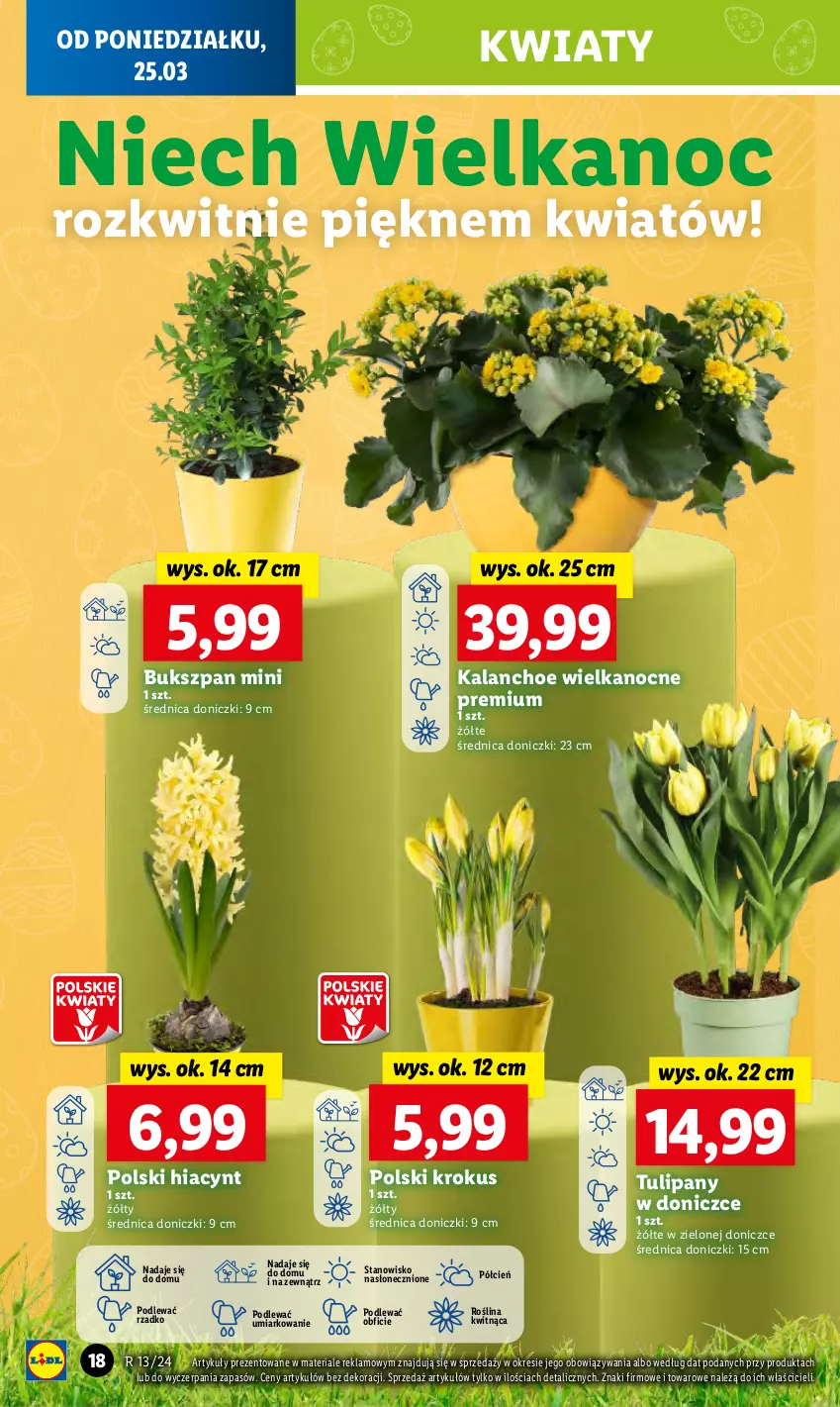 Gazetka promocyjna Lidl - GAZETKA - ważna 25.03 do 27.03.2024 - strona 22 - produkty: Cień, Hiacynt, Kalanchoe, Krokus, O nas, Tulipan