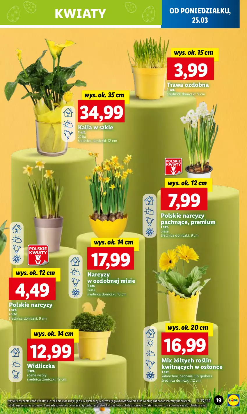 Gazetka promocyjna Lidl - GAZETKA - ważna 25.03 do 27.03.2024 - strona 23 - produkty: Gerber, Kalanchoe, Narcyz