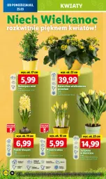 Gazetka promocyjna Lidl - GAZETKA - Gazetka - ważna od 27.03 do 27.03.2024 - strona 22 - produkty: Hiacynt, Tulipan, Cień, O nas, Kalanchoe, Krokus