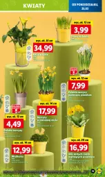 Gazetka promocyjna Lidl - GAZETKA - Gazetka - ważna od 27.03 do 27.03.2024 - strona 23 - produkty: Gerber, Kalanchoe, Narcyz