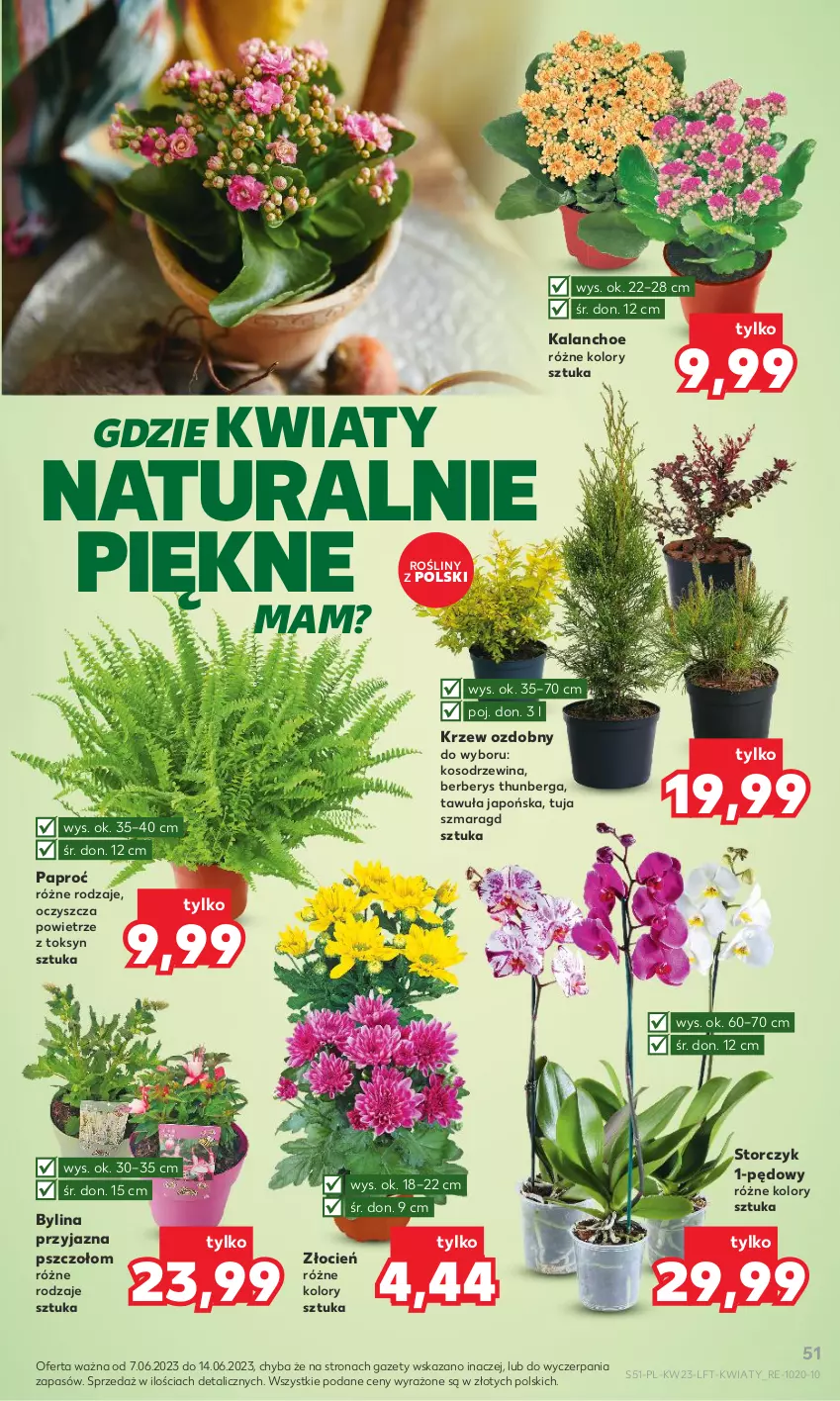 Gazetka promocyjna Kaufland - Gazetka tygodnia - ważna 07.06 do 14.06.2023 - strona 51 - produkty: Cień, Kalanchoe, Storczyk