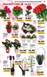 Gazetka promocyjna Netto - Gazetka spożywcza - Gazetka - ważna od 12.02 do 12.02.2022 - strona 15 - produkty: Campanula, Ser, Róża, Kask, Kosz, Kalanchoe, Storczyk, Bukiet