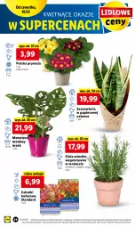 Gazetka promocyjna Lidl - GAZETKA - Gazetka - ważna od 18.02 do 18.02.2023 - strona 56 - produkty: Koc, Papier, Prymula, Tera, Mięta