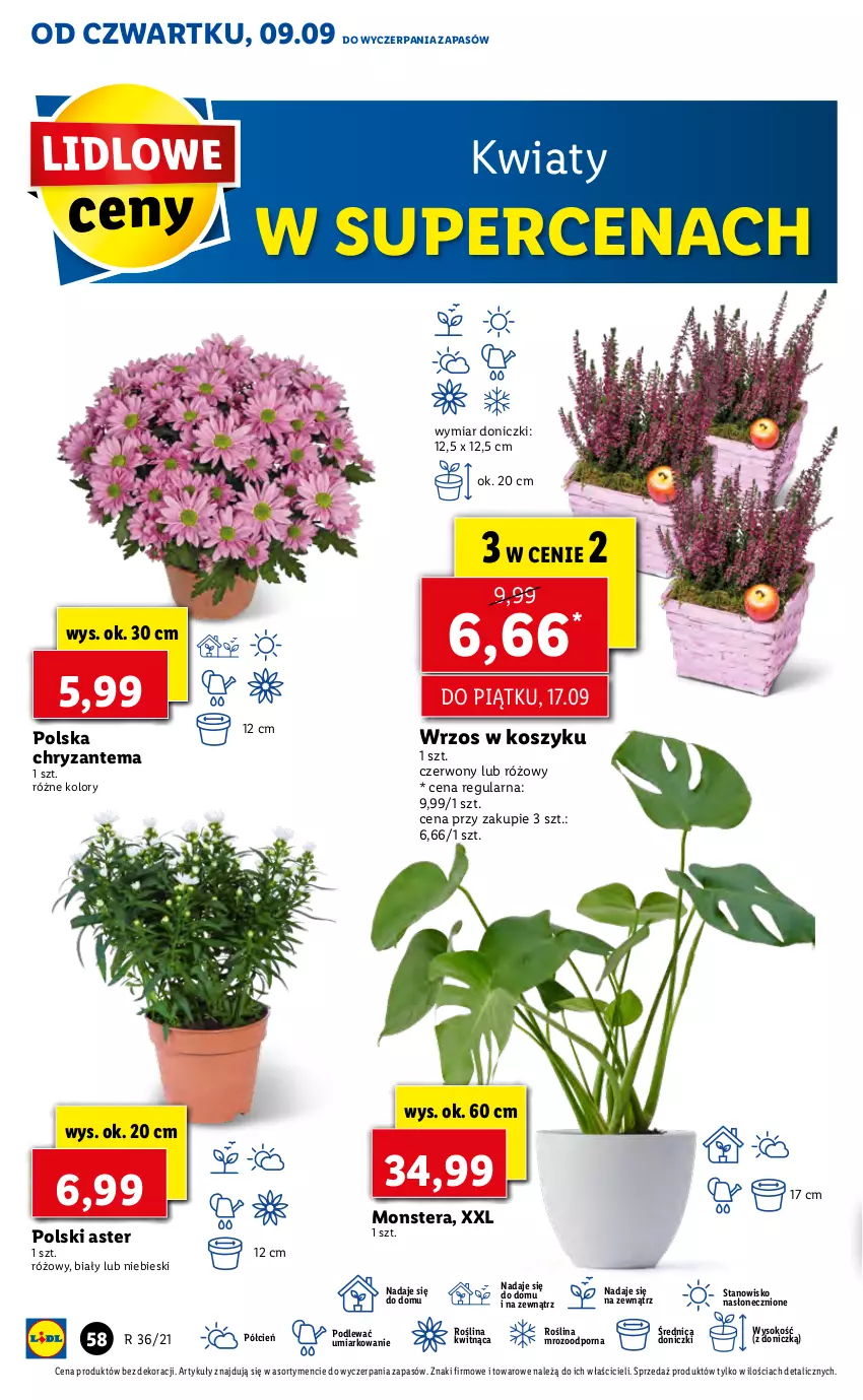 Gazetka promocyjna Lidl - GAZETKA - ważna 09.09 do 12.09.2021 - strona 58 - produkty: Chryzantema, Cień, Kosz, O nas, Por, Sok, Tera