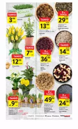 Gazetka promocyjna Intermarche - Gazetka Intermarche - Gazetka - ważna od 03.04 do 03.04.2023 - strona 23 - produkty: Tulipan, Rzeżucha, Chia, Primula, Pestki dyni, Bukiet