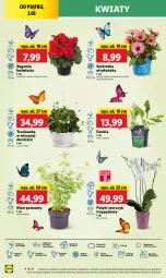 Gazetka promocyjna Lidl - GAZETKA - Gazetka - ważna od 02.05 do 02.05.2025 - strona 40 - produkty: Top, Sok, Por, Cień, O nas, Storczyk