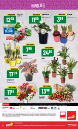 Gazetka promocyjna PoloMarket - Gazetka pomocyjna - Gazetka - ważna od 30.01 do 30.01.2024 - strona 52 - produkty: Hiacynt, Tulipan, Wazon, Dres, Bukiet, Narcyz