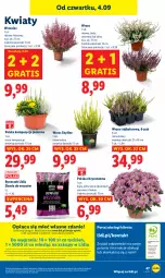 Gazetka promocyjna Lidl - GAZETKA - Gazetka - ważna od 06.09 do 06.09.2025 - strona 60 - produkty: Por, Gra, Chryzantema, Portal, Laur, Mola