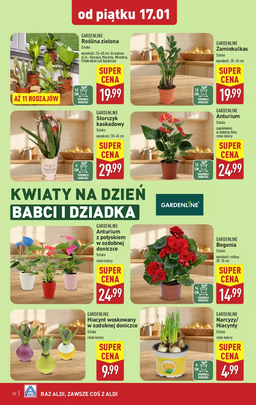 Gazetka promocyjna Aldi - Pełna oferta - ważna 13.01 do 18.01.2025 - strona 32 - produkty: Dron, Hiacynt, Kask, Narcyz, Sok, Storczyk, Tera