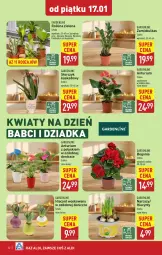 Gazetka promocyjna Aldi - Pełna oferta - Gazetka - ważna od 18.01 do 18.01.2025 - strona 32 - produkty: Sok, Hiacynt, Kask, Tera, Dron, Storczyk, Narcyz