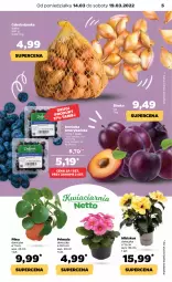 Gazetka promocyjna Netto - Gazetka spożywcza - Gazetka - ważna od 19.03 do 19.03.2022 - strona 5 - produkty: Cebula, Borówka, Borówka amerykańska, Hibiskus, Primula, Siatka